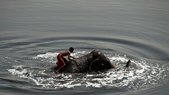 شستشوی یک فیل در رودخانه یامونا در دهلی